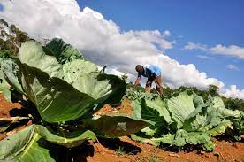 agricultura Guantánamo