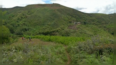 coca en colombia