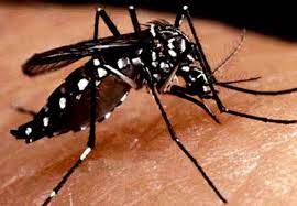 mosquito periodico 26