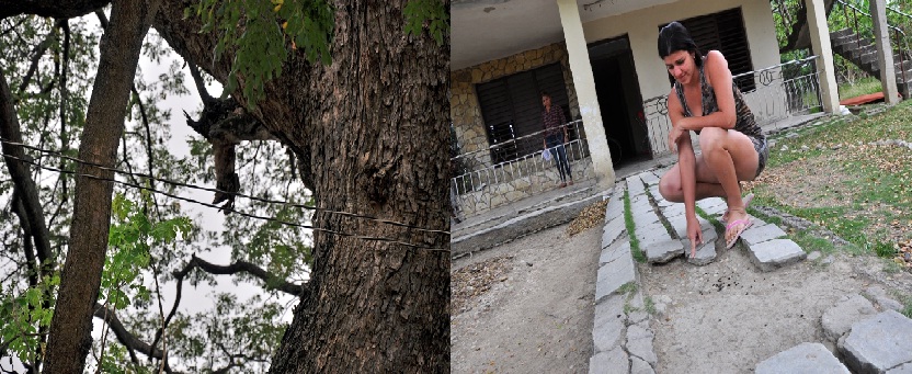 más problmeas con algarrobo