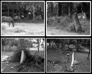 bosque martiano