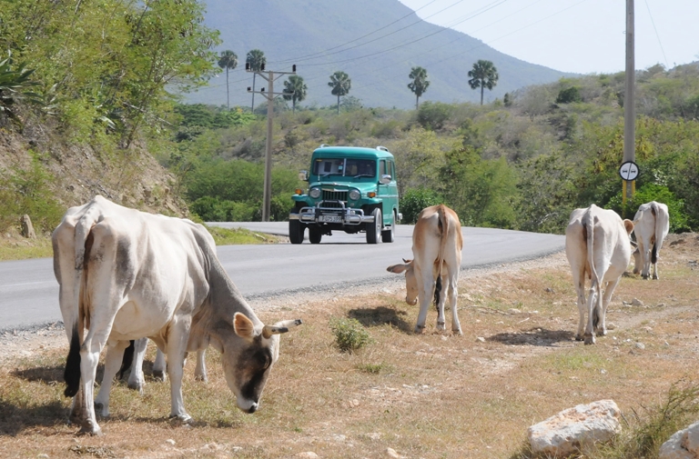 ganado carretera