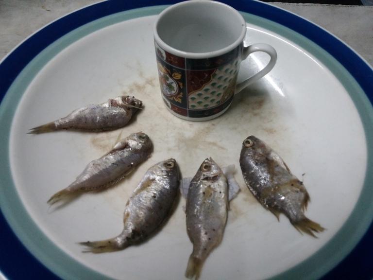 pescadillo pequeños