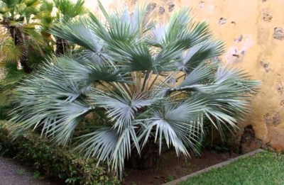 especie de planta nueva