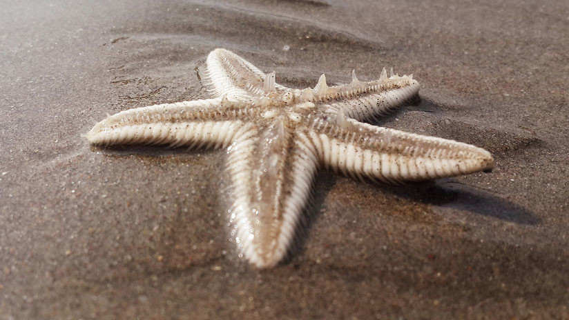 fosil estrella