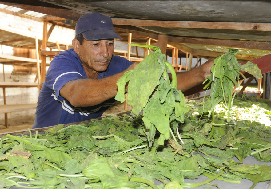 Medicina natural tradicional 4