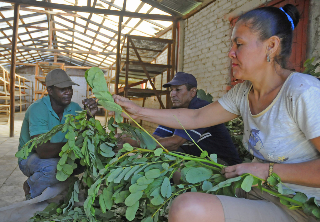 Medicina natural tradicional 5