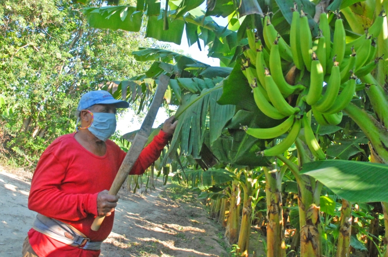 producciones frente a la COVID19 2