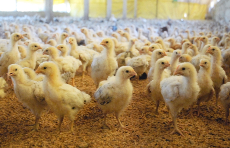 producciones frente a la COVID19 7