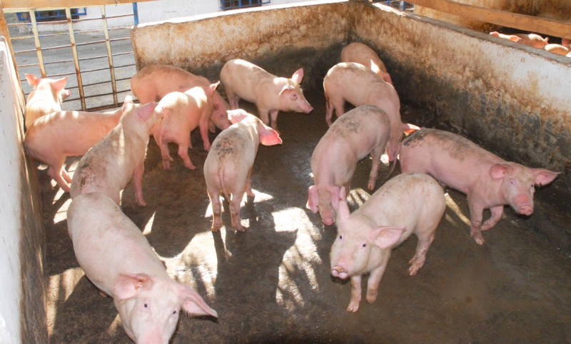 producciones frente a la COVID19 9