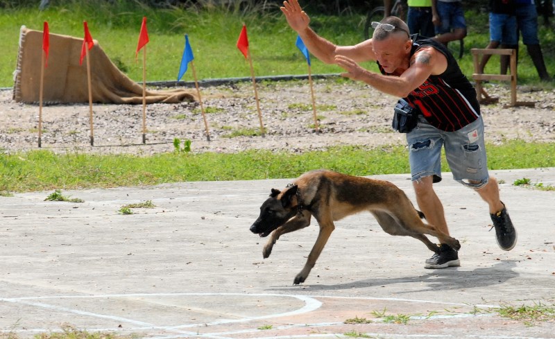 canes Guantánamo 2023 14
