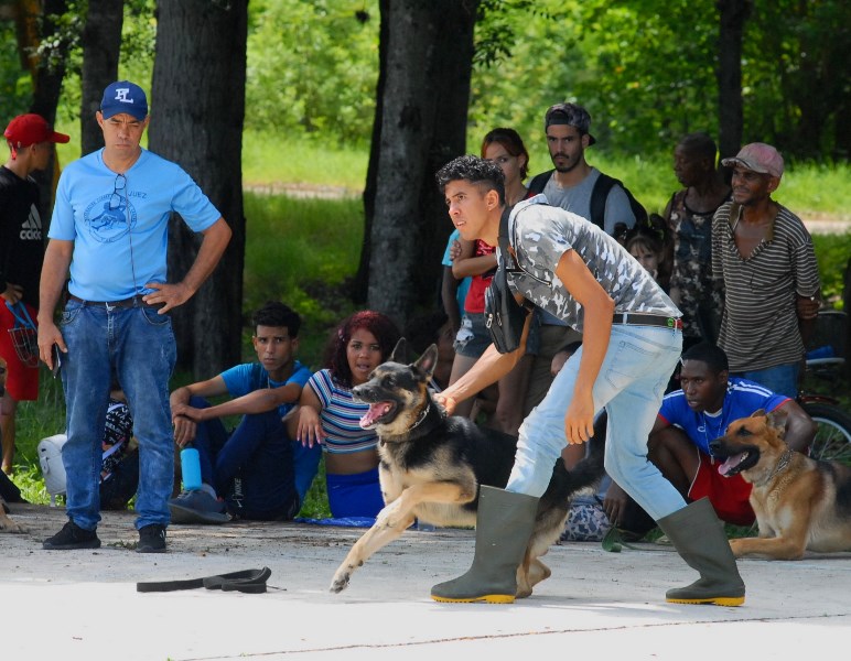 canes Guantánamo 2023 15