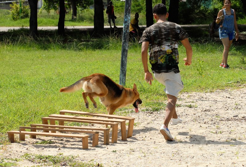 canes Guantánamo 2023 7