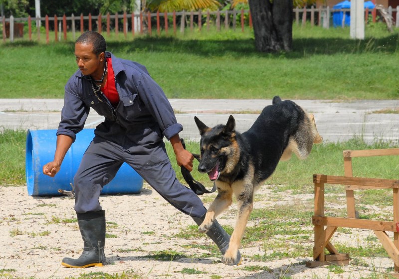 canes Guantánamo 2023 8
