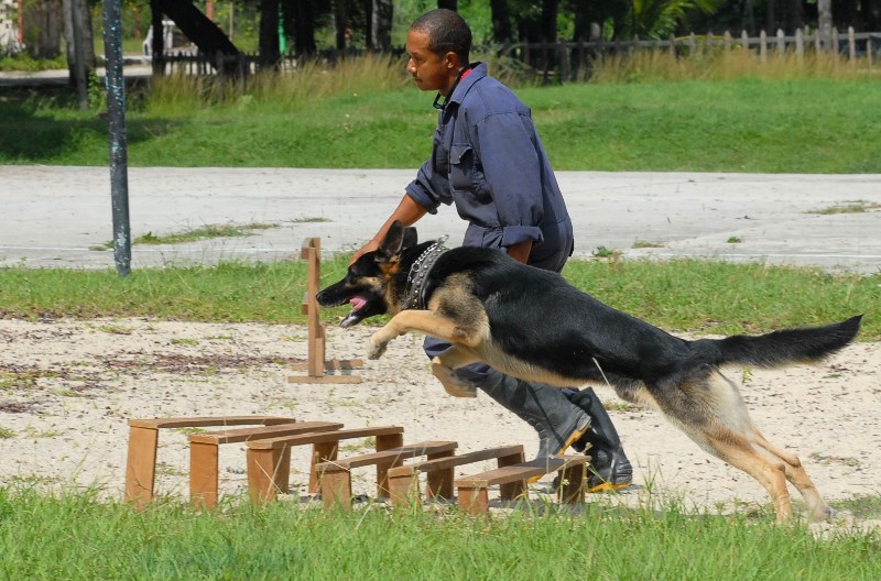 canes Guantánamo 2023 9