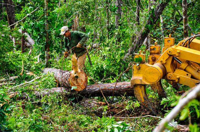 01 trabajador forestal guantánamo