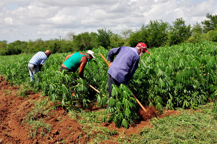 vcr 0002 maestros que producen la tierra