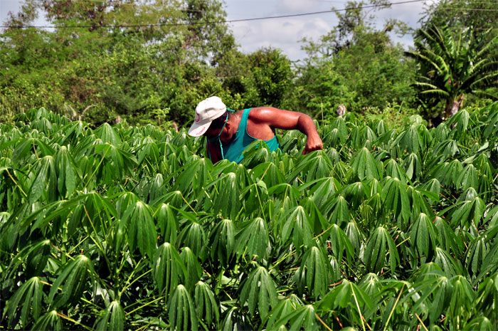 vcr 0004 maestros que producen la tierra