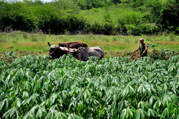 vcr 0005 maestros que producen la tierra