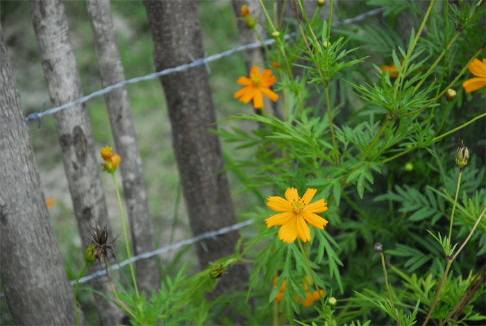 cuidemos el ambiente 2