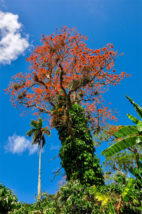 cuidemos el ambiente 3