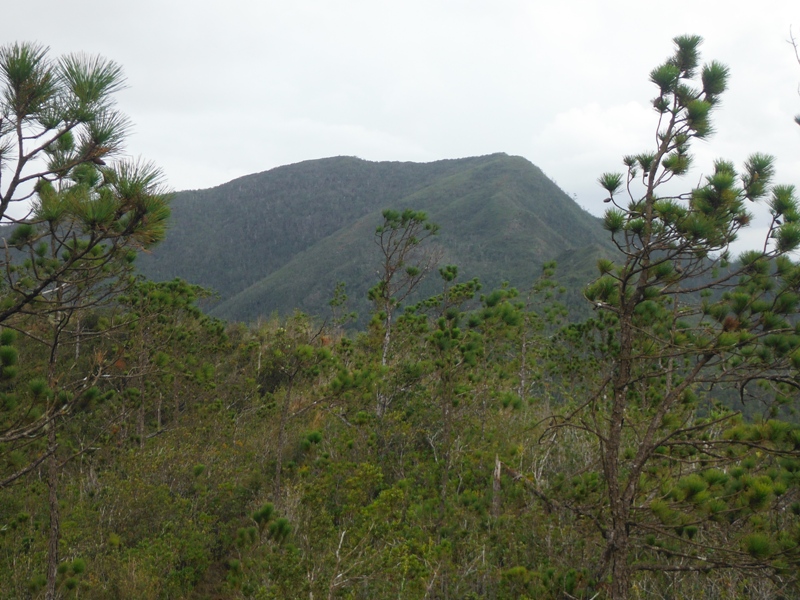 1 pico galán
