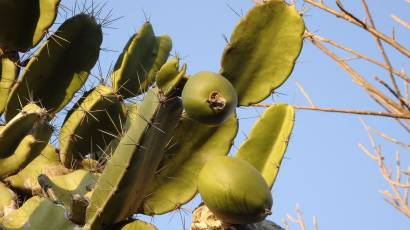 aguacate cimarron