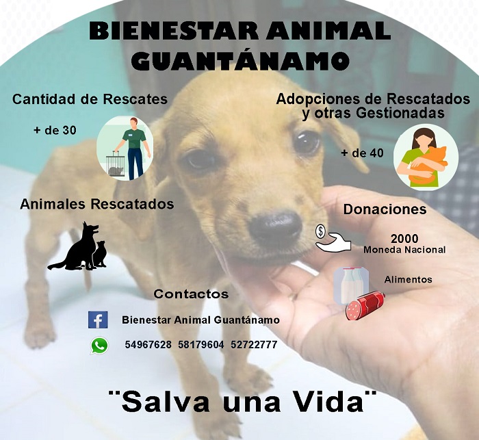 Bienestar animal