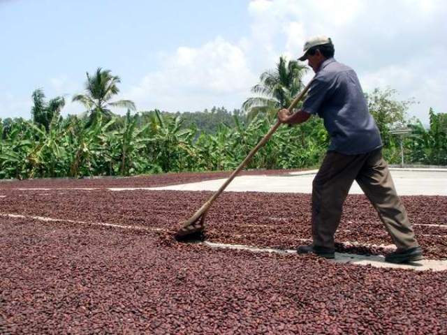 1cosecha cacao baracoa