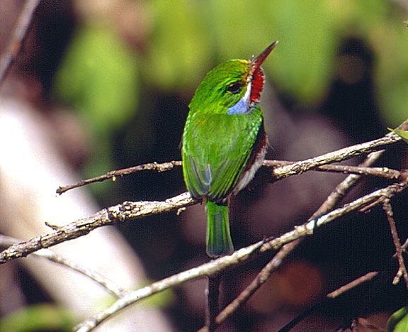 Cartacuba