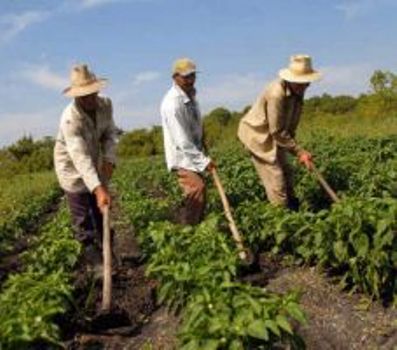 agricultura-cubana2