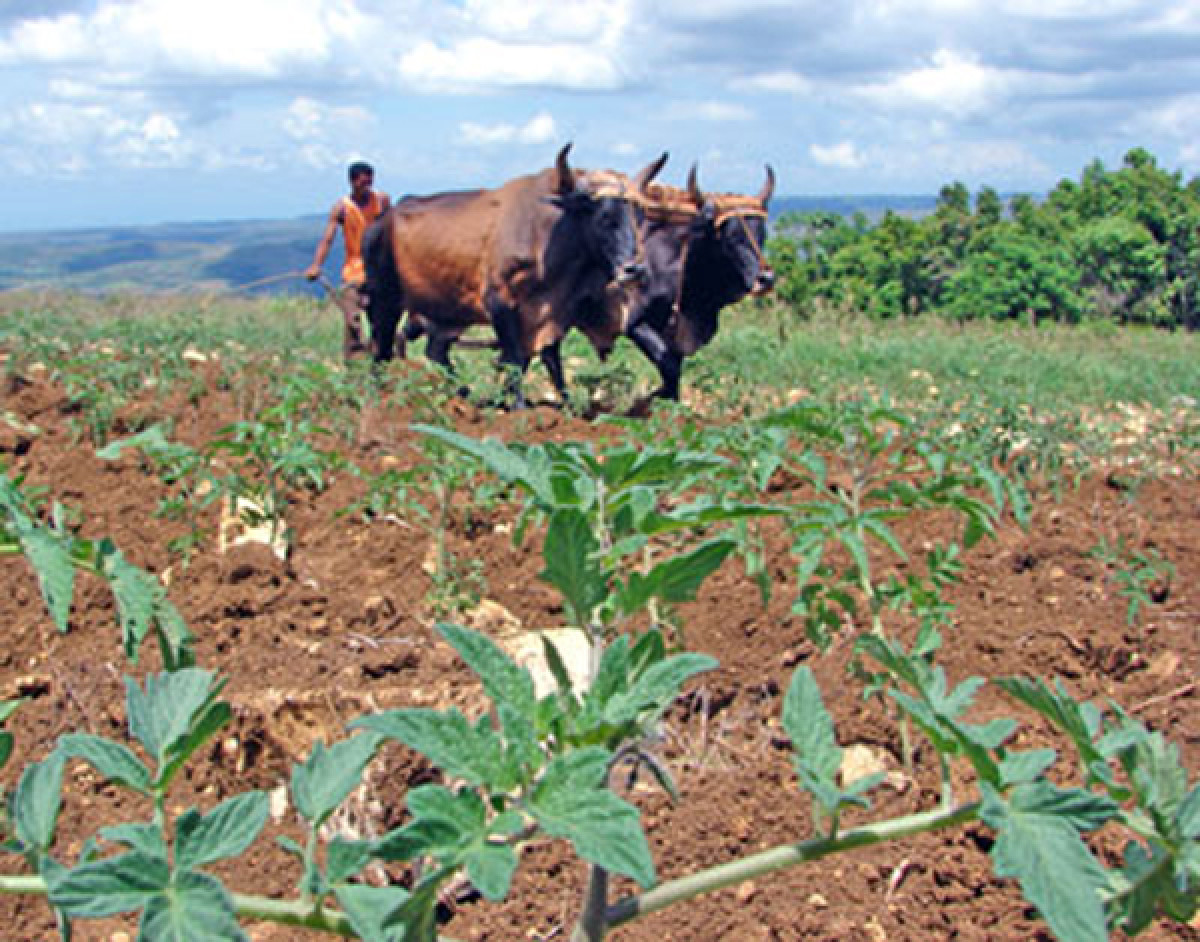 agricultura cambio climatico