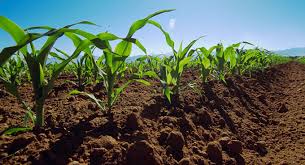 agricultura tratamiento suelos