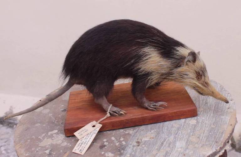 almiqui muestra