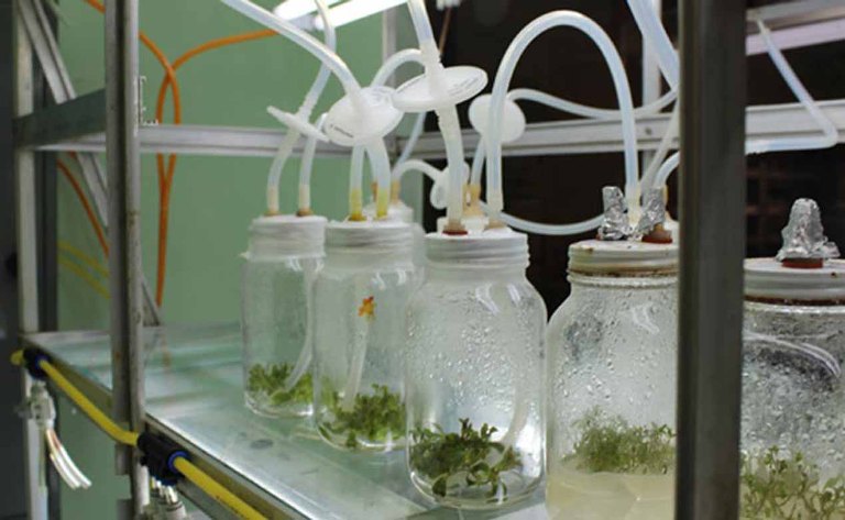 bioplantas cdm