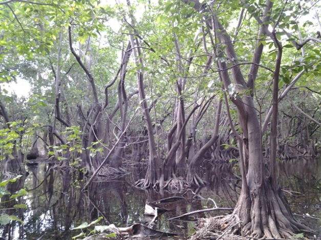 bosque martiano 10