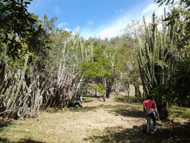 bosque martiano 7