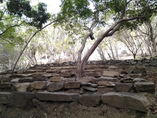 bosque martiano 9