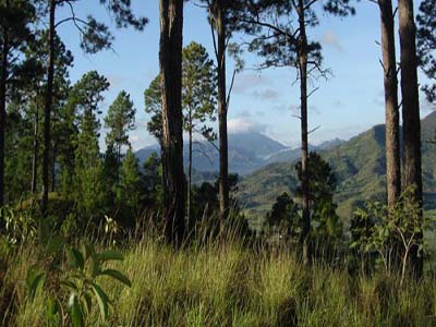 bosque cuba