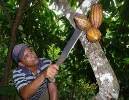 cacaotero