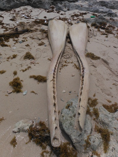 cachalotes costas guantanamo2