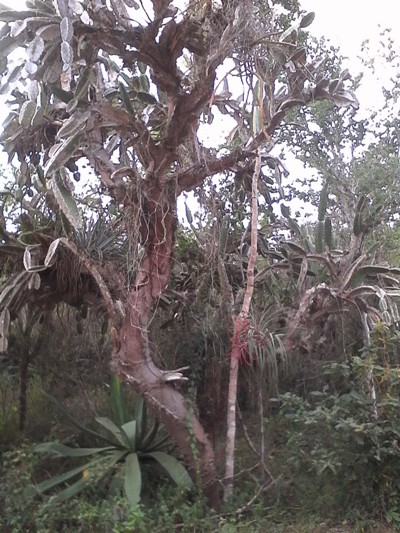 cactus cimarron