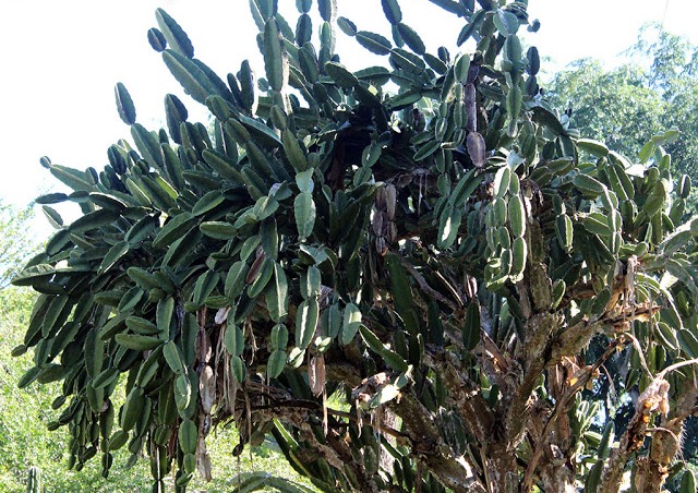 cactus cimarron portada