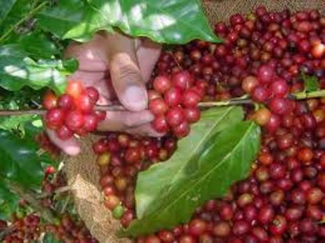 cafe recogida2