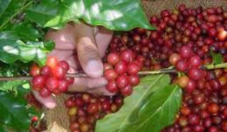 cafe recogida2 portada
