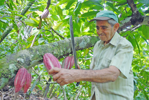 campesino baracoa