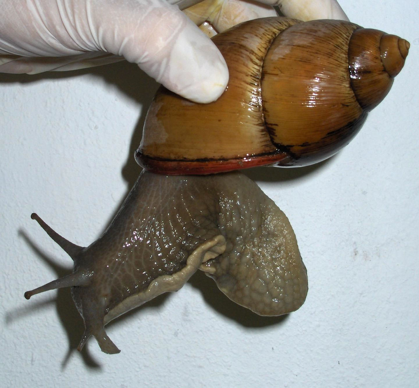 caracol africano