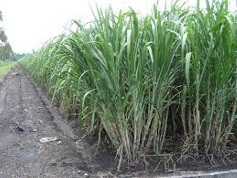 caña plantaciones
