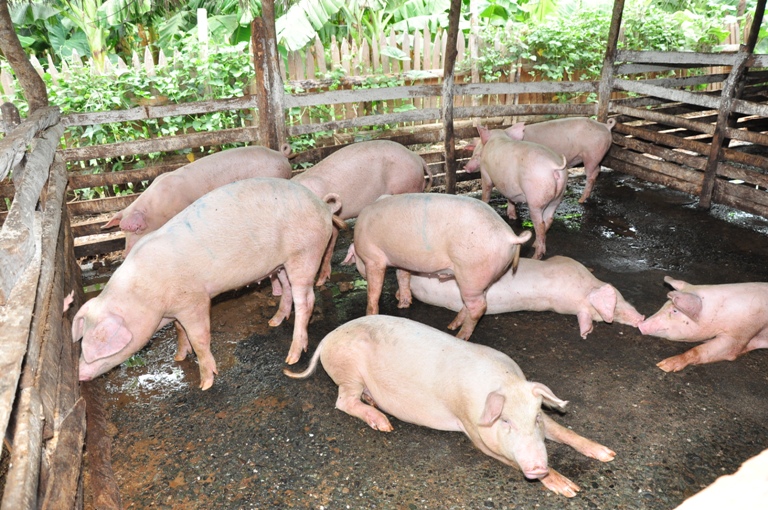 ceba porcina imias