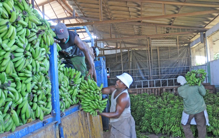 comercializacion productos agricolas3